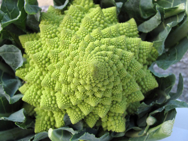 broccolo romanesco