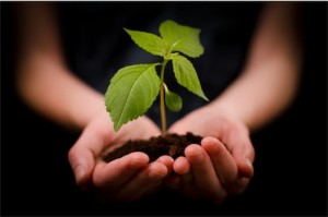 tu bishvat capodanno alberi festività ebraica