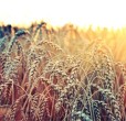 shavuot torà ebrei