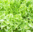 torzelli cucina giudaico romanesca