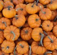 zucca ortaggio ricette