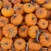 zucca ortaggio ricette