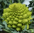 minestra pasta e broccoli romaneschi