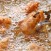 ali pollo fritte ricetta