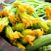 ricetta pasta fiori di zucca zucchine kosher